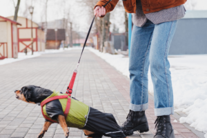 Umbrella Insurance for Pet Owners: Essential Liability Protection